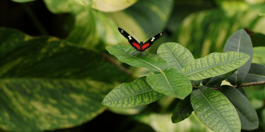 Insekten