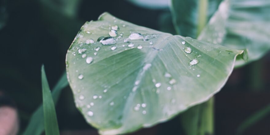 Regenwasser